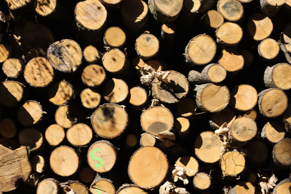 Le bois, l’énergie la moins chère pour se chauffer