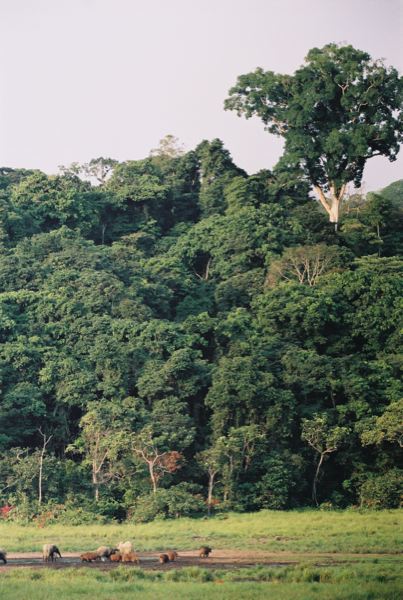 Rougier : une gestion responsable des forêts attestée au Gabon