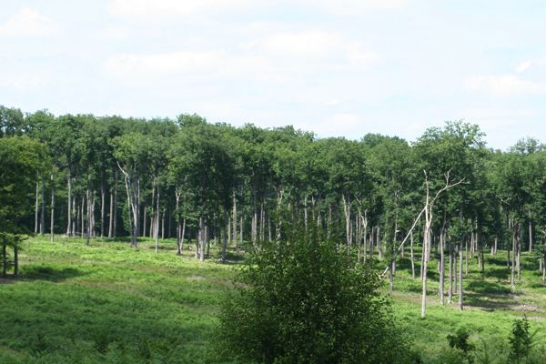 La forêt française n’aura plus le même visage dans 100 ans