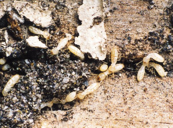 Mérules/Termites : nouvelles sessions de formation à FCBA Bordeaux