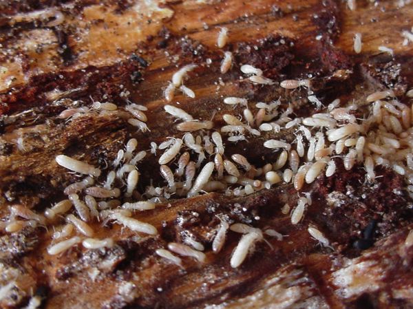 Termites : protéger les bâtiments avant construction