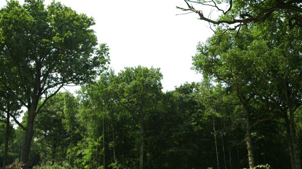Journée internationale des forêts en Haute-Normandie