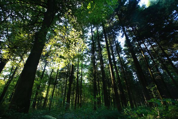 PEFC : progression de la gestion durable des forêts à travers le monde