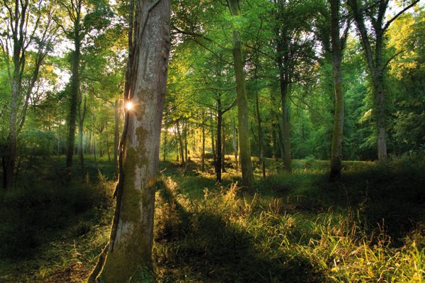 Stéphane Le Foll rappelle le rôle des forêts dans l’atténuation du changement climatique