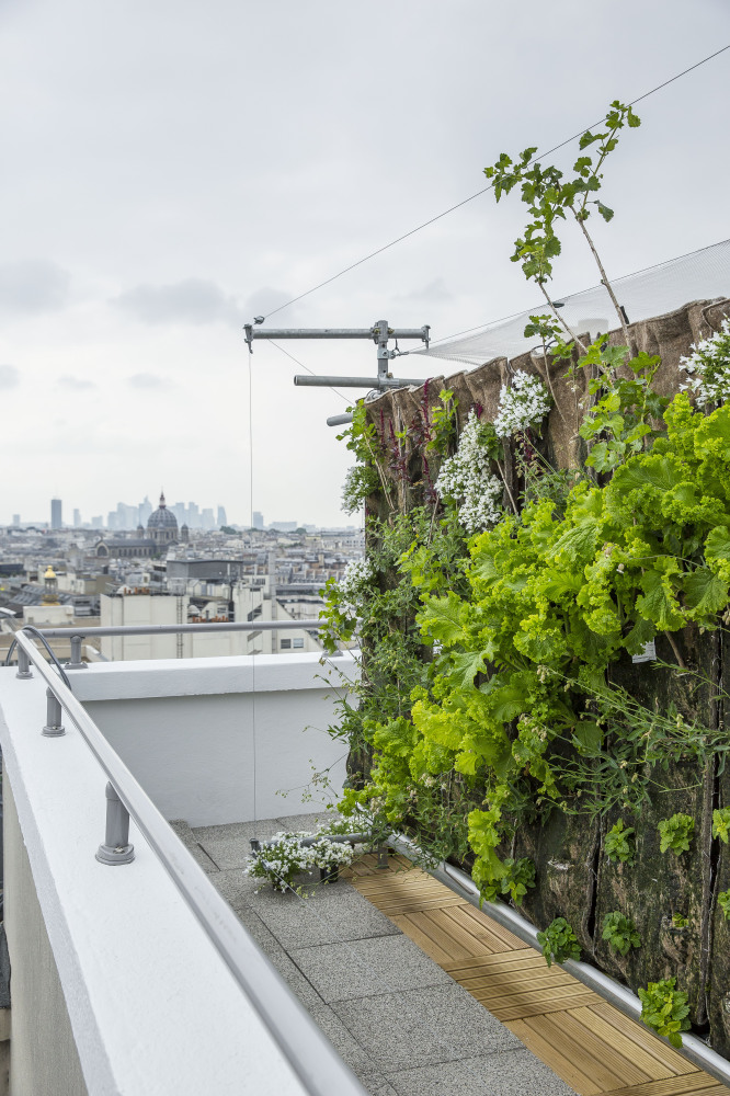 Végétalisation urbaine sur la terrasse des Galeries Lafayette Haussmann