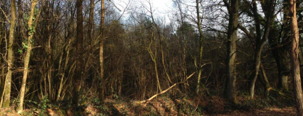 Programme d’aides à la plantation de forêts en Bretagne