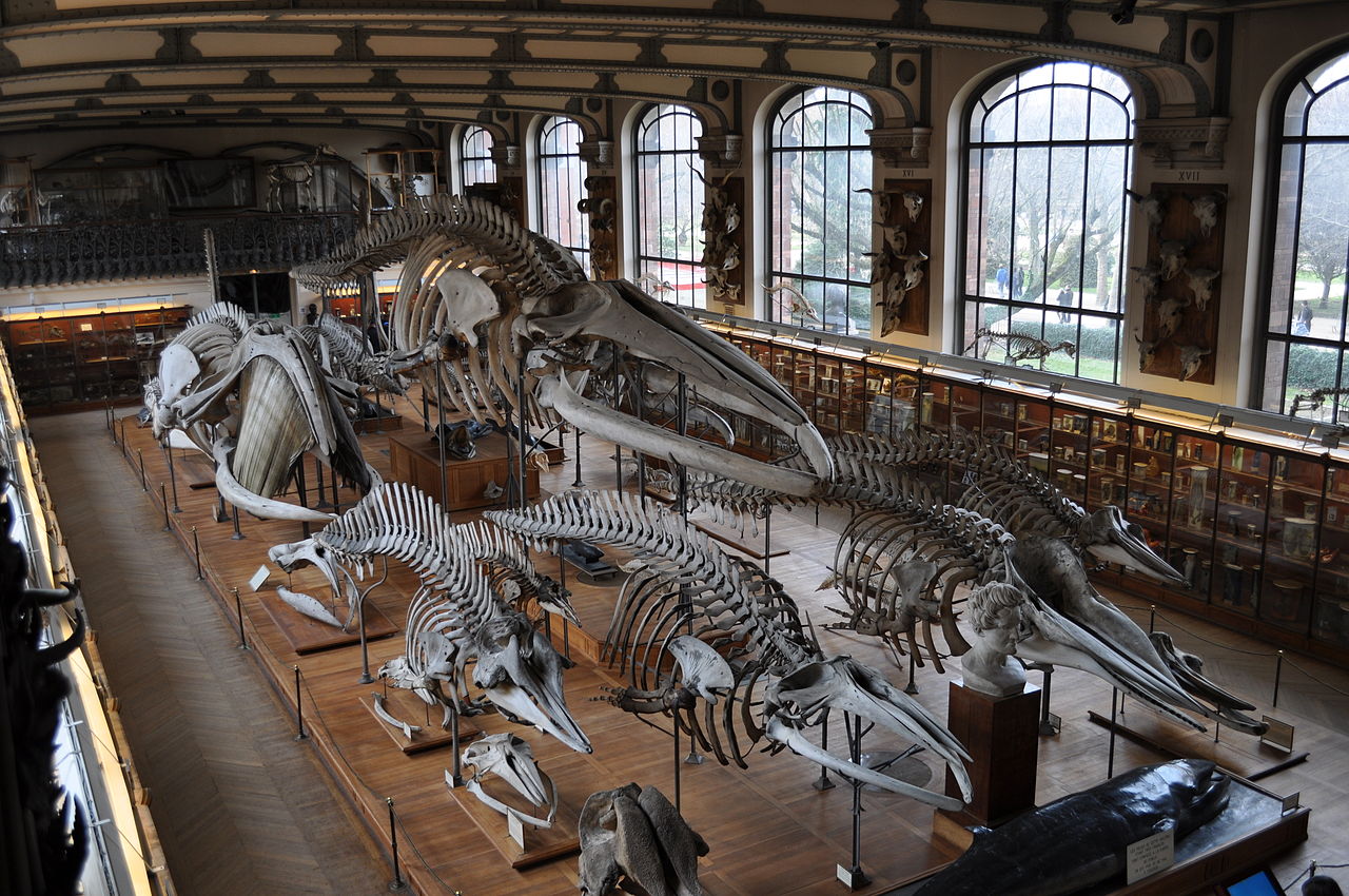 Projet de rénovation de la galerie de paléontologie du Jardin des Plantes