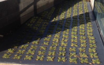 Béton végétalisé drainant ​