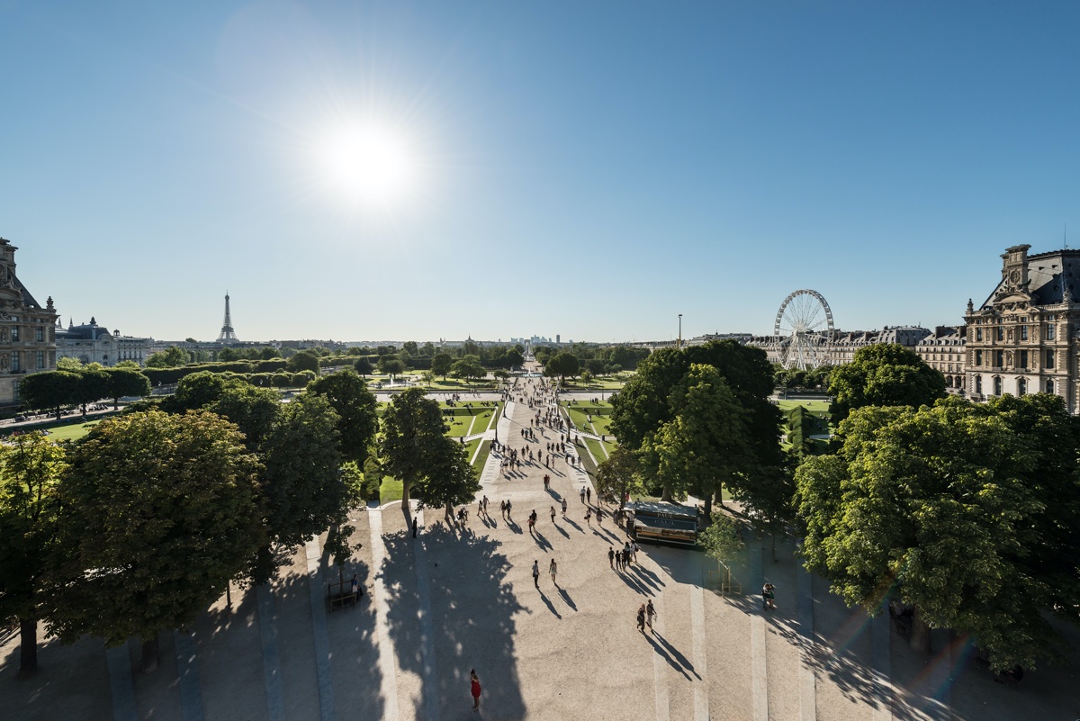 Des ormes pour replanter la Grande Allée des Tuileries