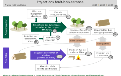 Les différentes trajectoires d’évolution de la forêt française face au changement climatique
