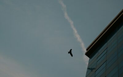 Façades : attention oiseaux et chauves souris