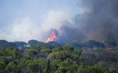 Incendies : un appel pour sauver la forêt française