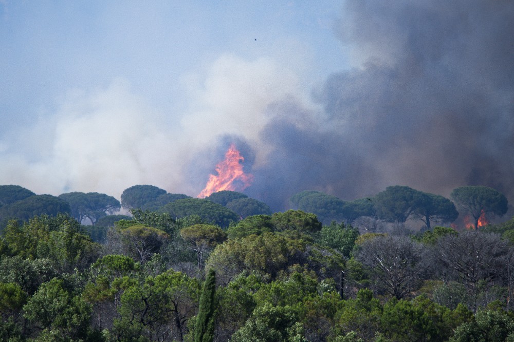 Incendies : un appel pour sauver la forêt française